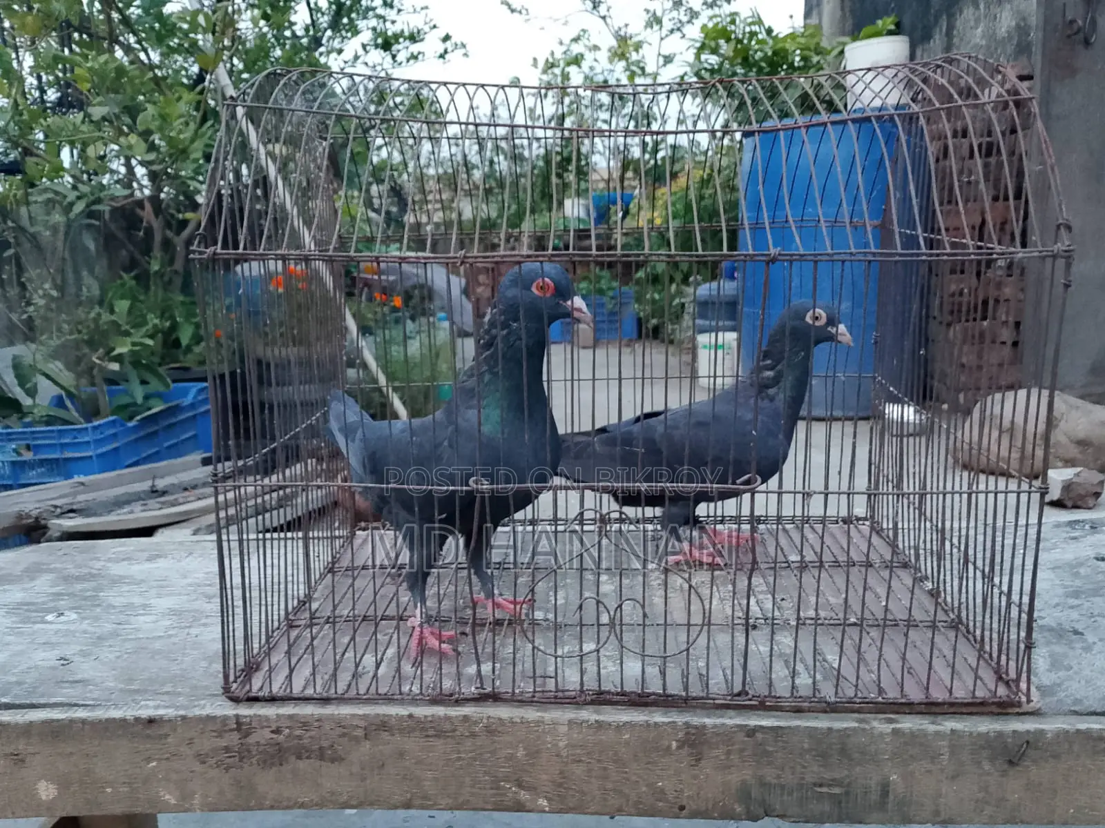 এক জোড়া হুমা কবুতর বিক্রি করা হবে।