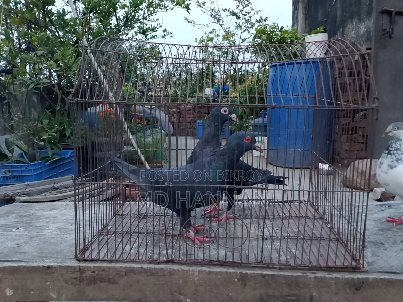 এক জোড়া হুমা কবুতর বিক্রি করা হবে।