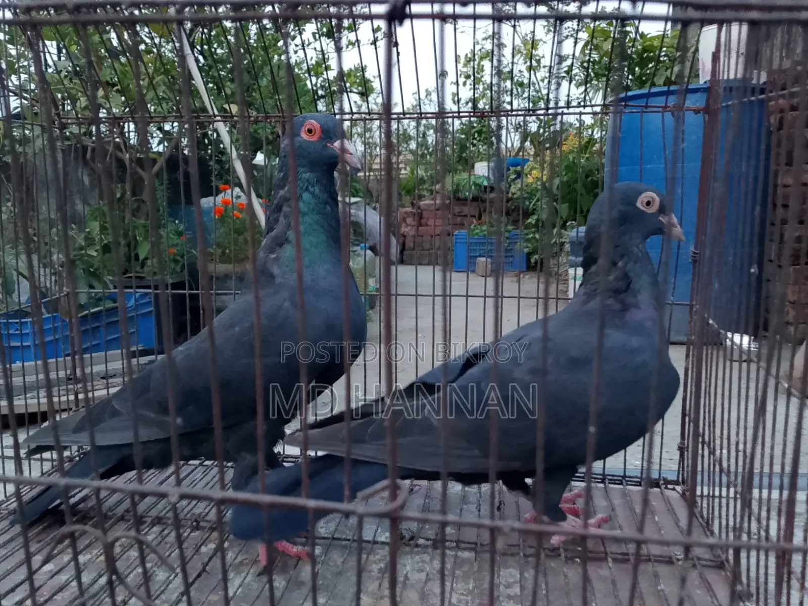 এক জোড়া হুমা কবুতর বিক্রি করা হবে।