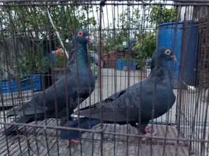 এক জোড়া হুমা কবুতর বিক্রি করা হবে।