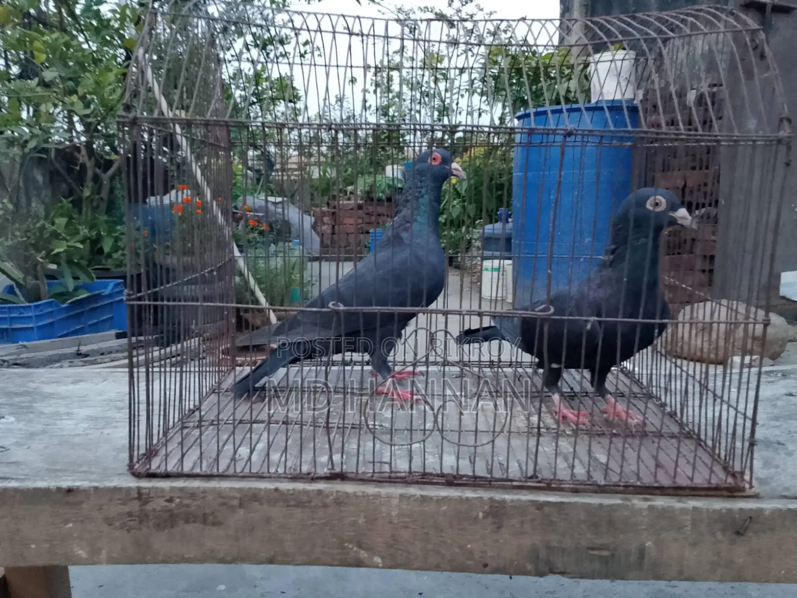 এক জোড়া হুমা কবুতর বিক্রি করা হবে।