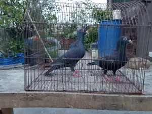 এক জোড়া হুমা কবুতর বিক্রি করা হবে।