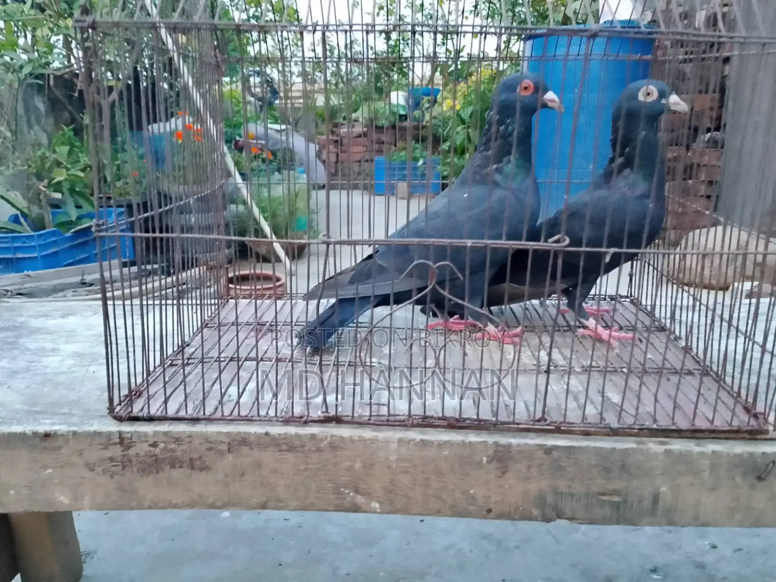 এক জোড়া হুমা কবুতর বিক্রি করা হবে।