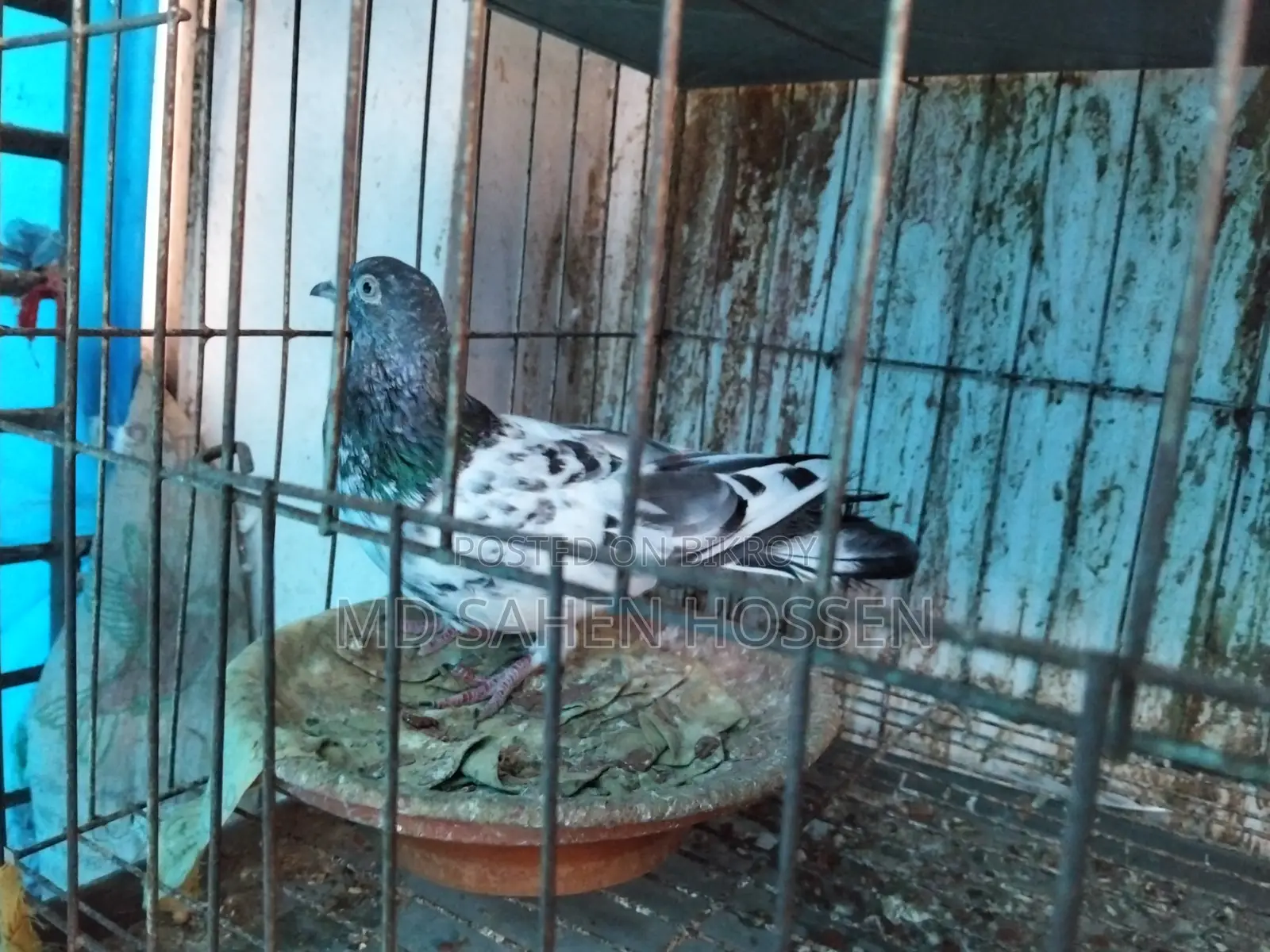 Healthy and Full-Fit New Adult Giribaz Male Pigeon for Sale