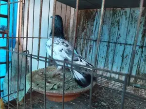 Healthy and Full-Fit New Adult Giribaz Male Pigeon for Sale