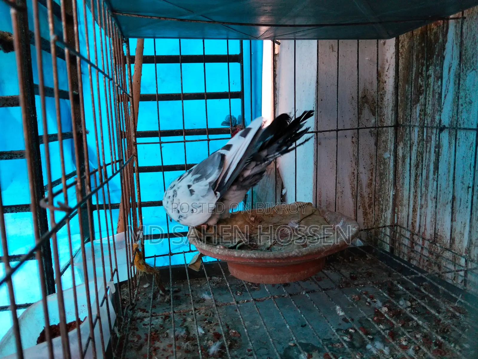 Healthy and Full-Fit New Adult Giribaz Male Pigeon for Sale