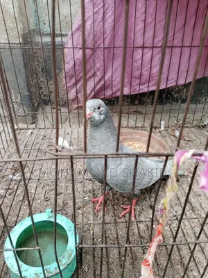 Pigeons for sale