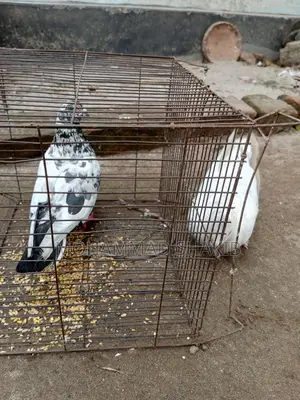 Pigeons for sale