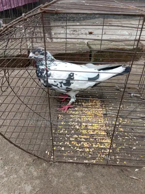 Pigeons for sale