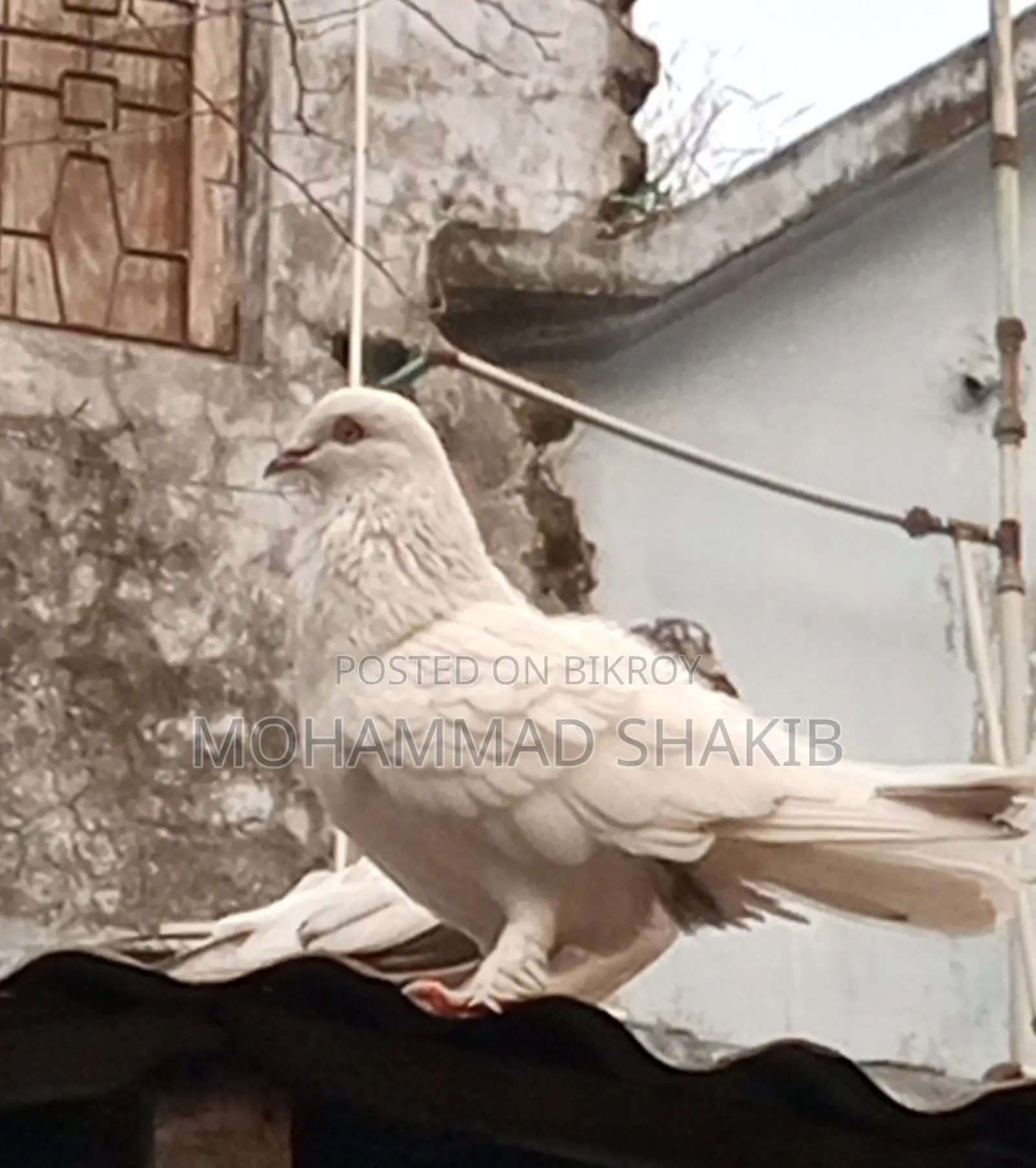 Pigeons for sale