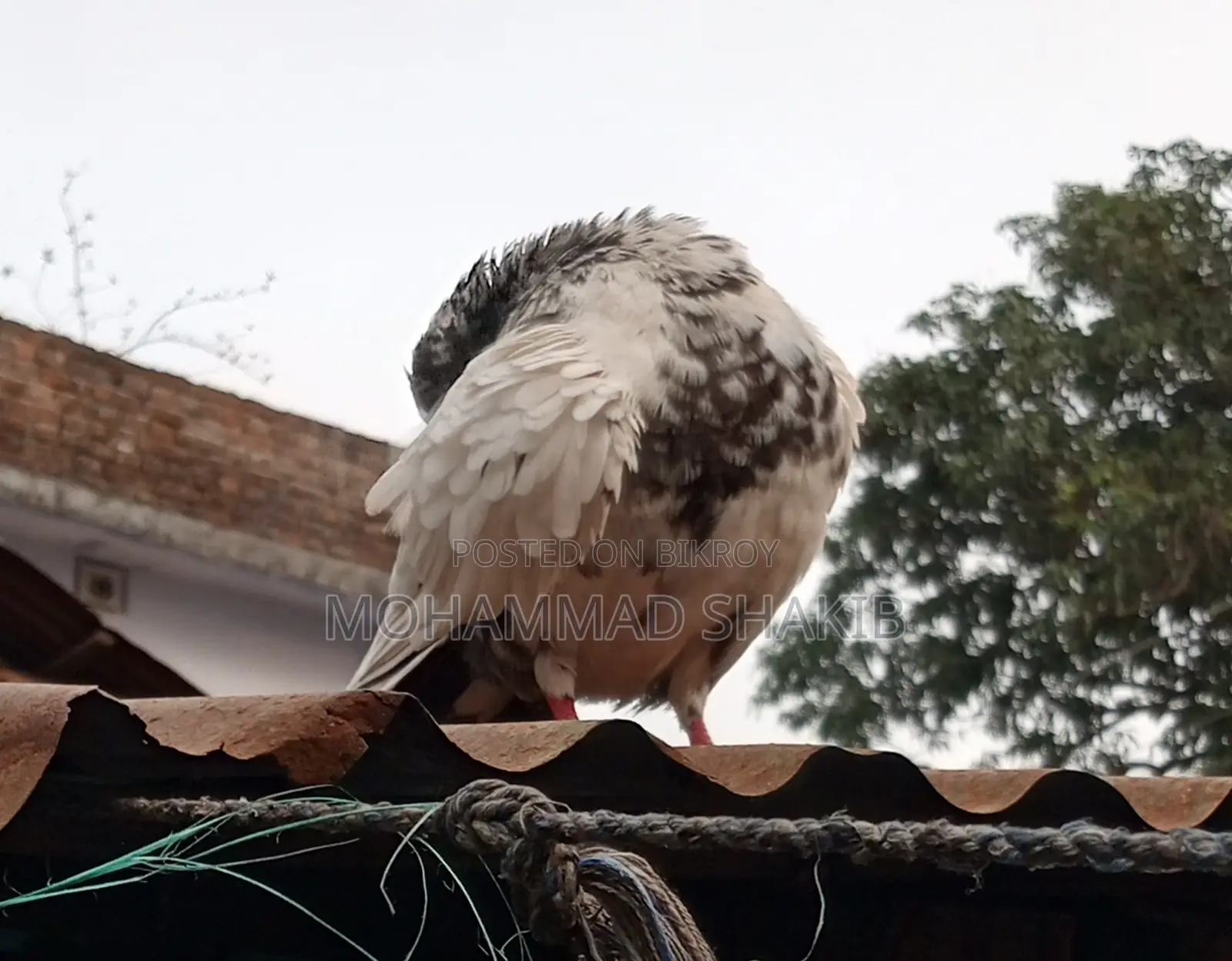 Pigeons for sale