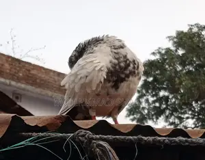 Pigeons for sale