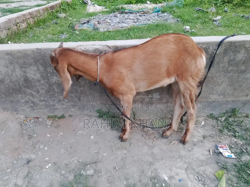 Goat for Sale