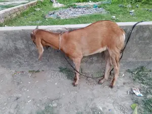 Goat for Sale