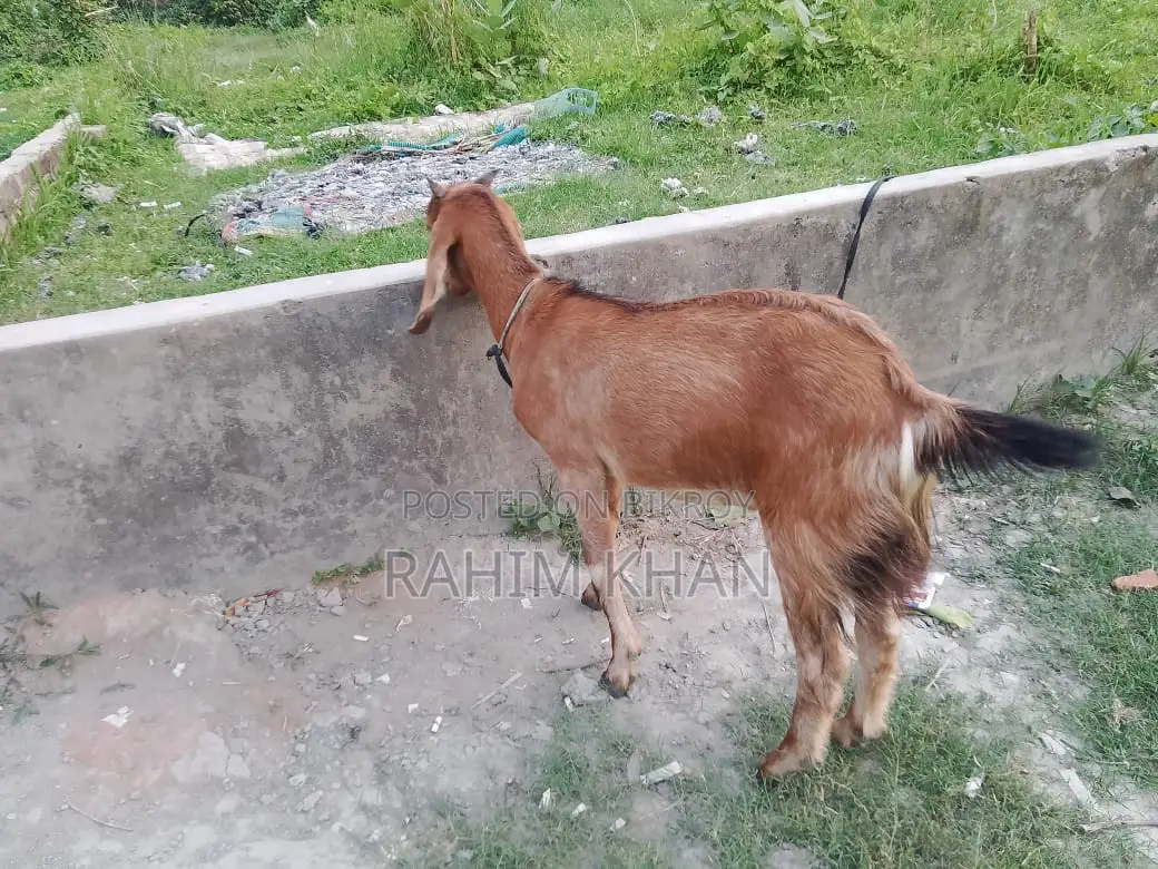 Goat for Sale