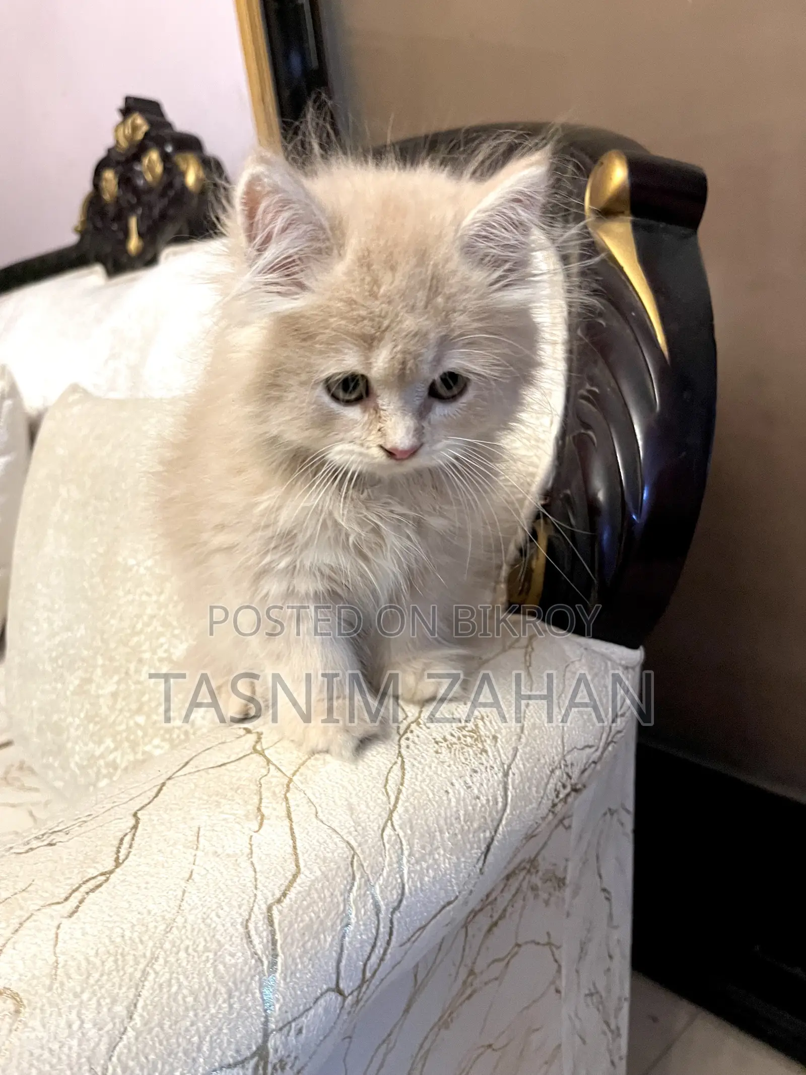 Male Persian Kitten
