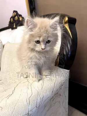 পুরুষ পার্সিয়ান বিড়ালছানা