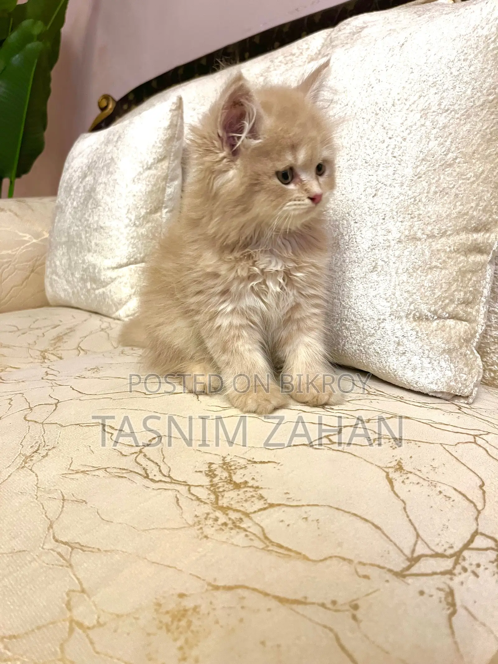 Male Persian Kitten