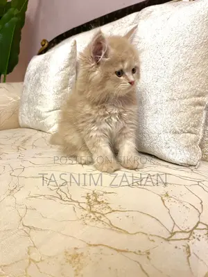 Male Persian Kitten