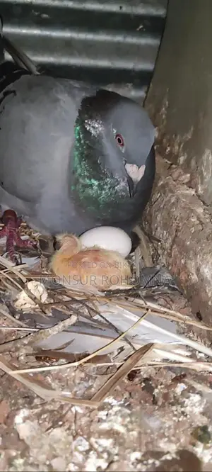 20 Pairs of Racer Pigeons