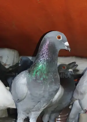 20 Pairs of Racer Pigeons