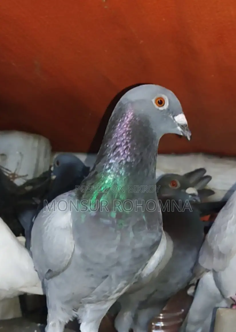 20 Pairs of Racer Pigeons