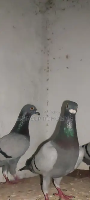 20 Pairs of Racer Pigeons