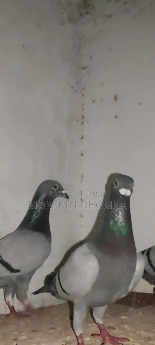 20 Pairs of Racer Pigeons