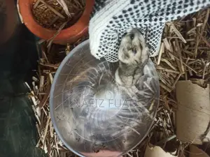 1 pair Russian dwarf hamster for adoption