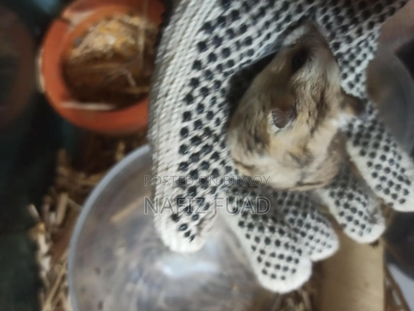 1 pair Russian dwarf hamster for adoption