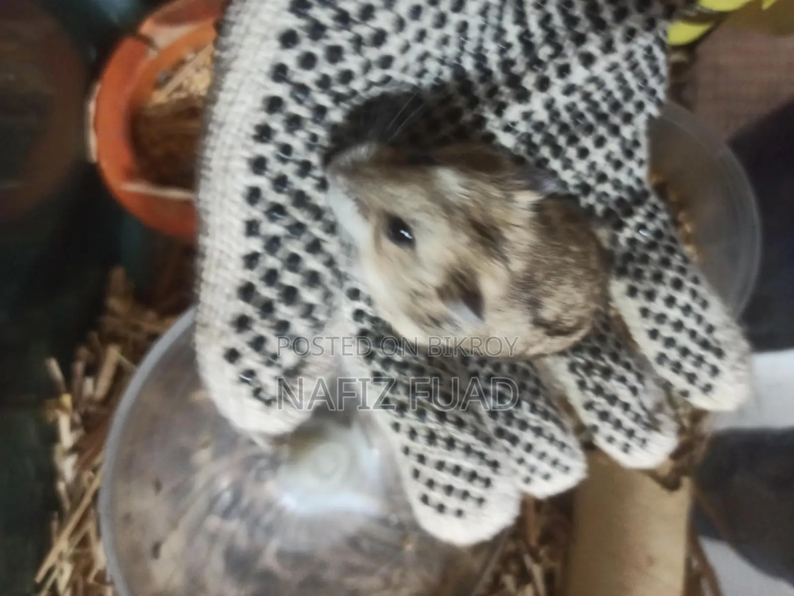 1 pair Russian dwarf hamster for adoption