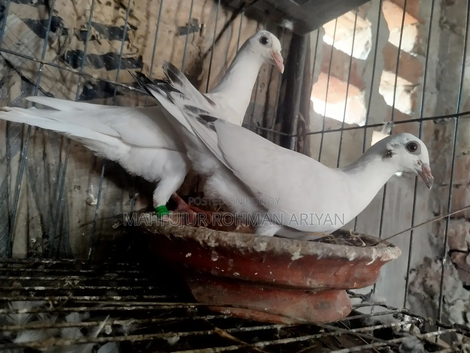 A pair of Jiru Pora Girijel pigeon chicks for sale
