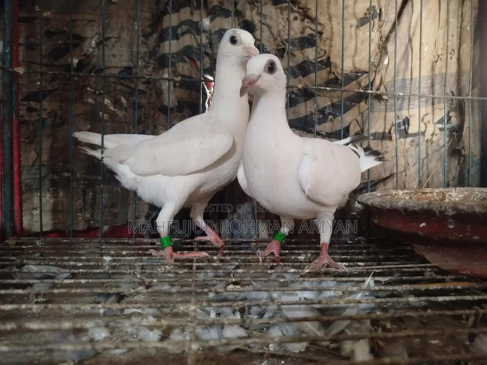 A pair of Jiru Pora Girijel pigeon chicks for sale