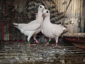 A pair of Jiru Pora Girijel pigeon chicks for sale