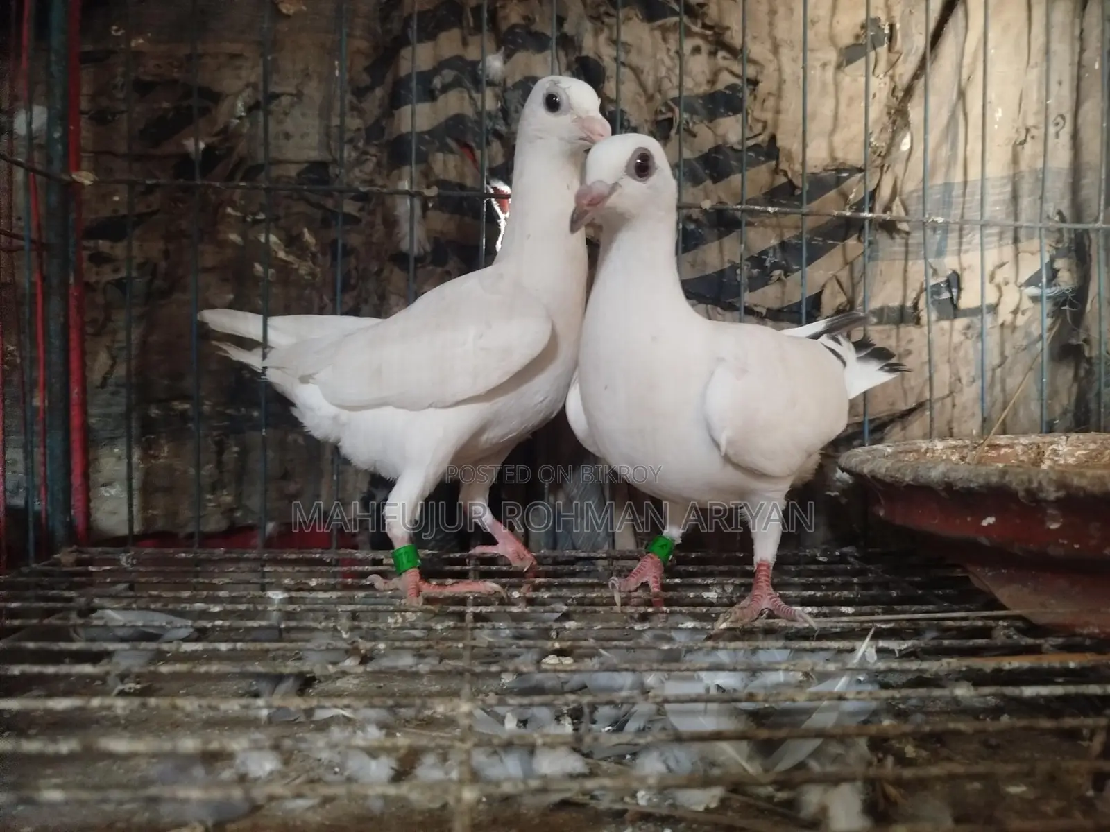 A pair of Jiru Pora Girijel pigeon chicks for sale