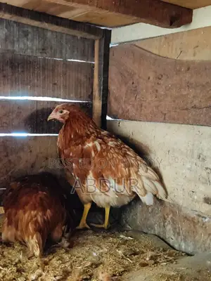 Layer Chicken