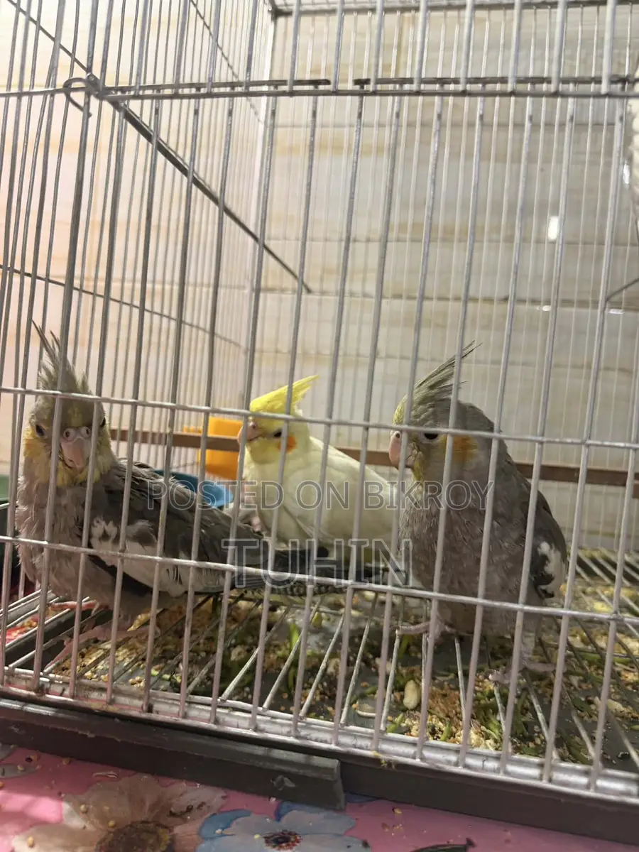 Cockatiel Birds