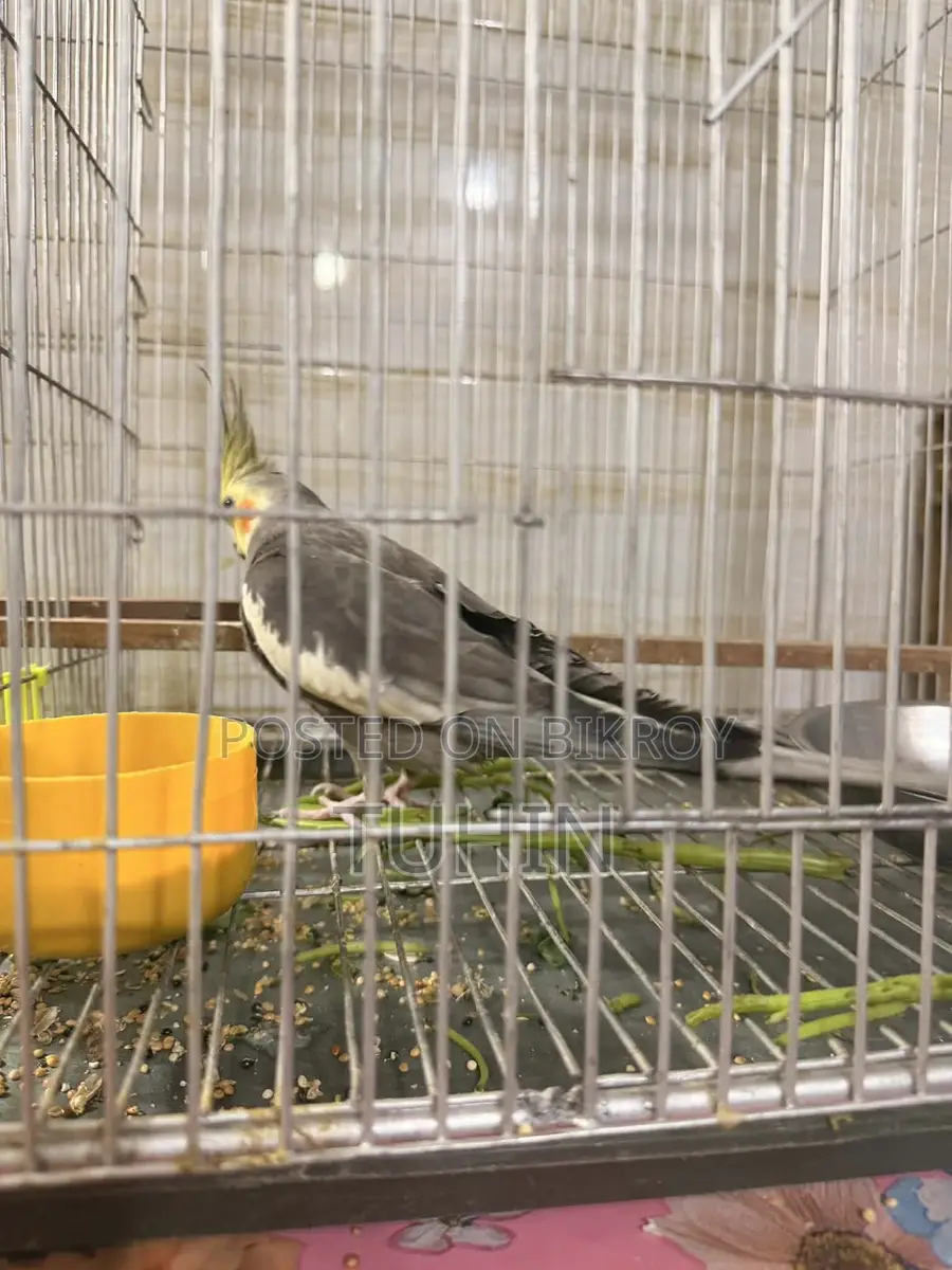 Cockatiel Birds