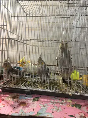 Cockatiel Birds