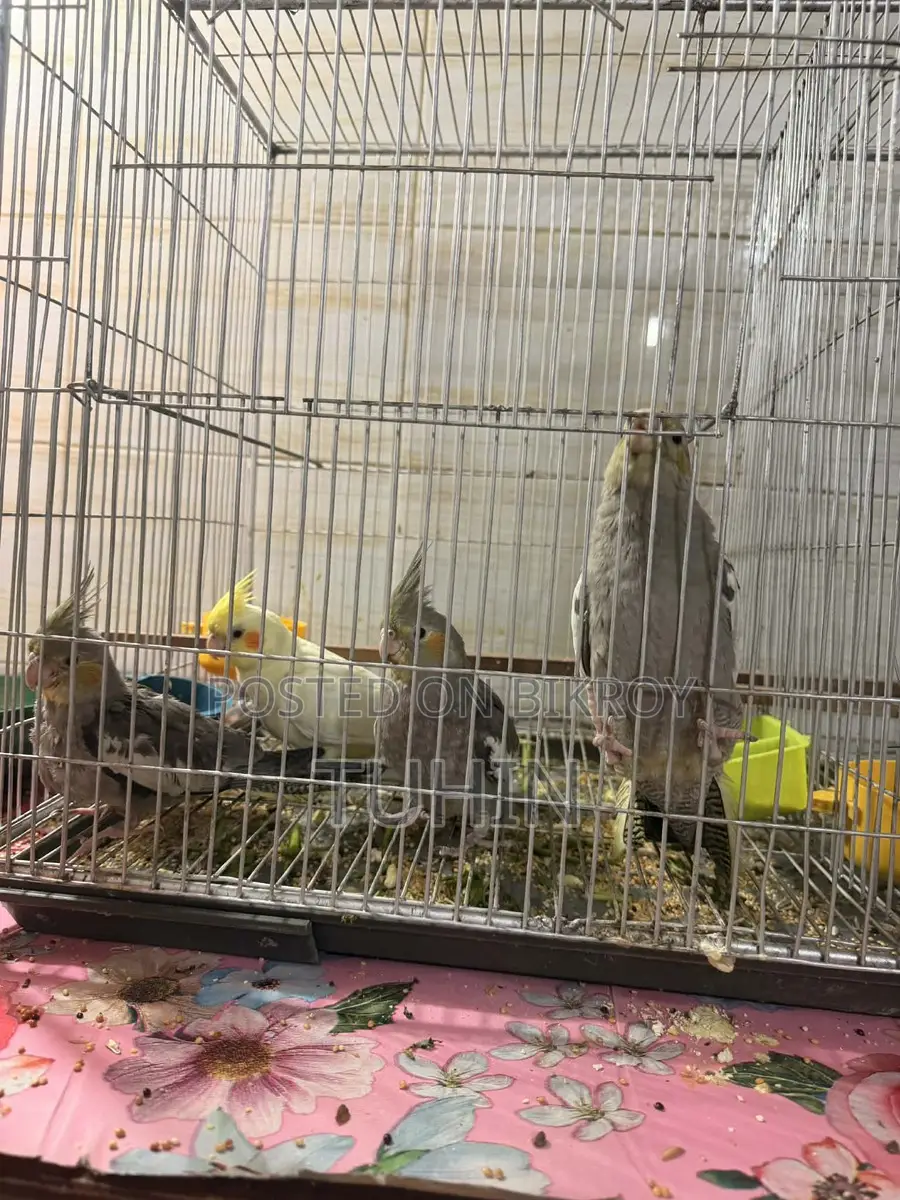 Cockatiel Birds