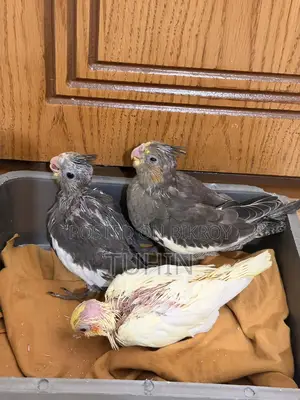 Cockatiel Birds