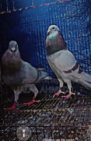 Super Mili Racer 1 Ta Madi Baccha Shoho