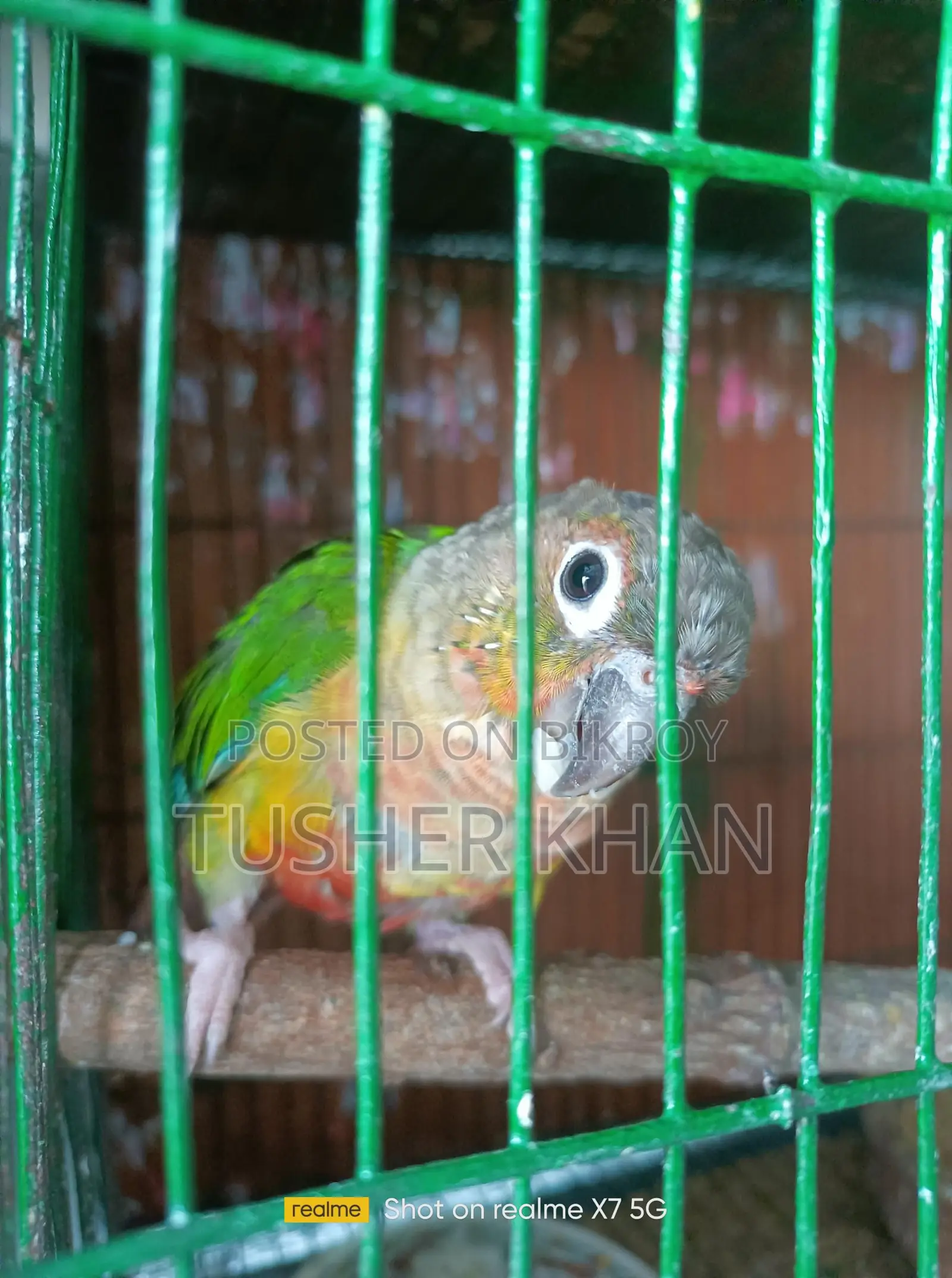 শানকনুর পাখি