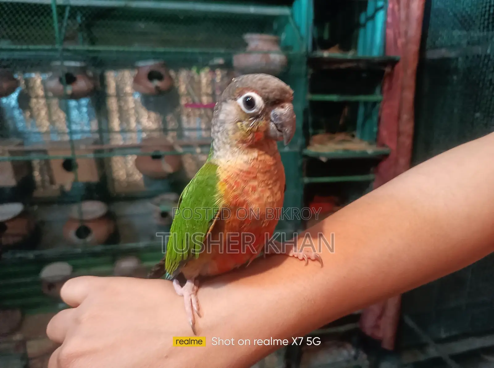 শানকনুর পাখি