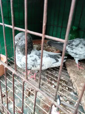 Pigeon