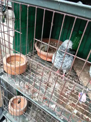 Pigeon