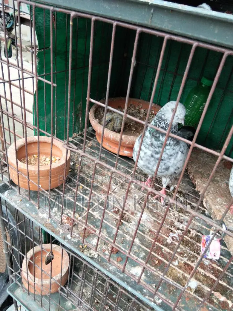 Pigeon
