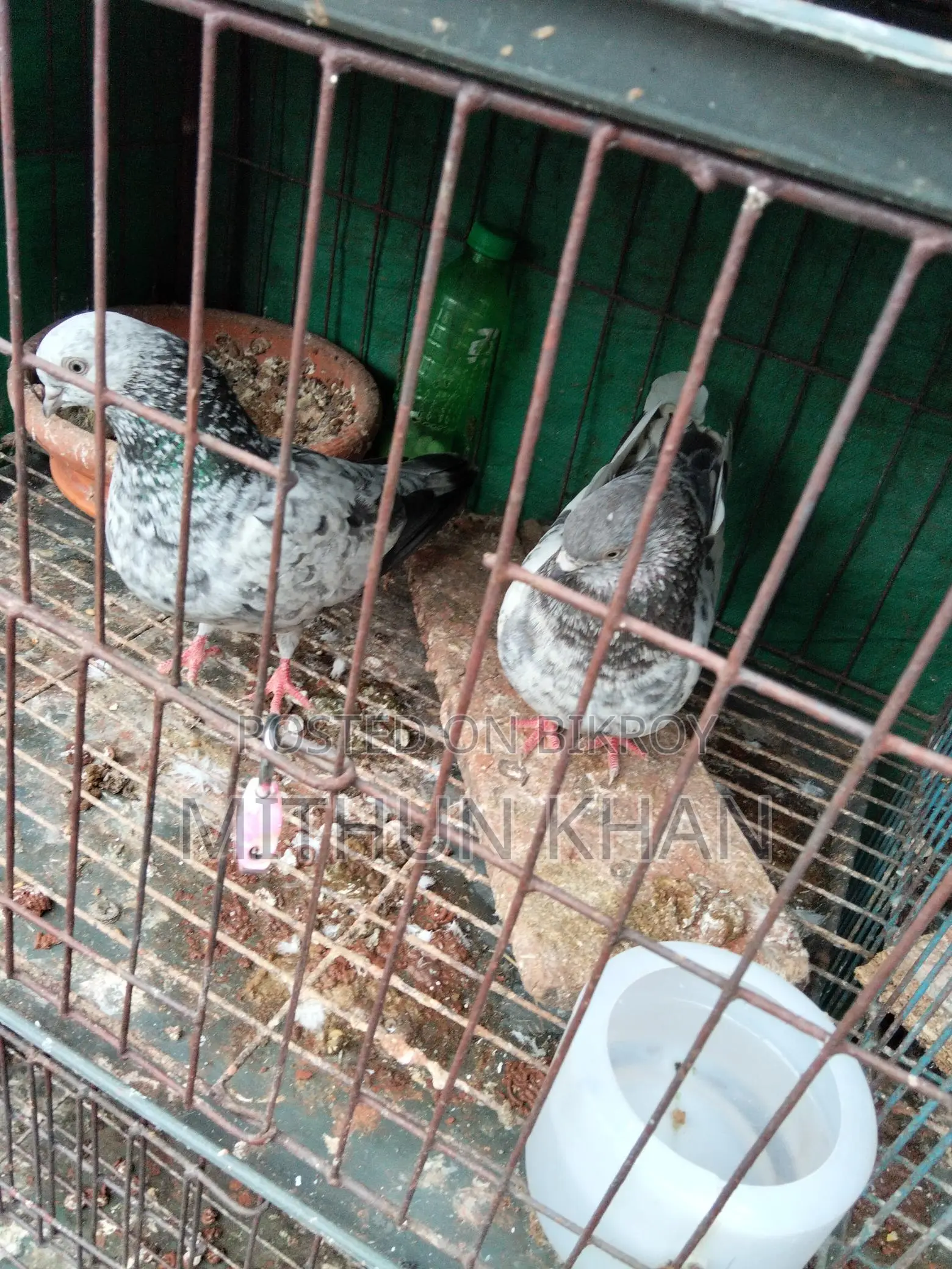 Pigeon