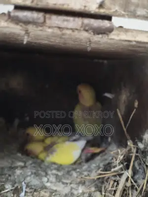 Tame Size Baby Birds for Sale