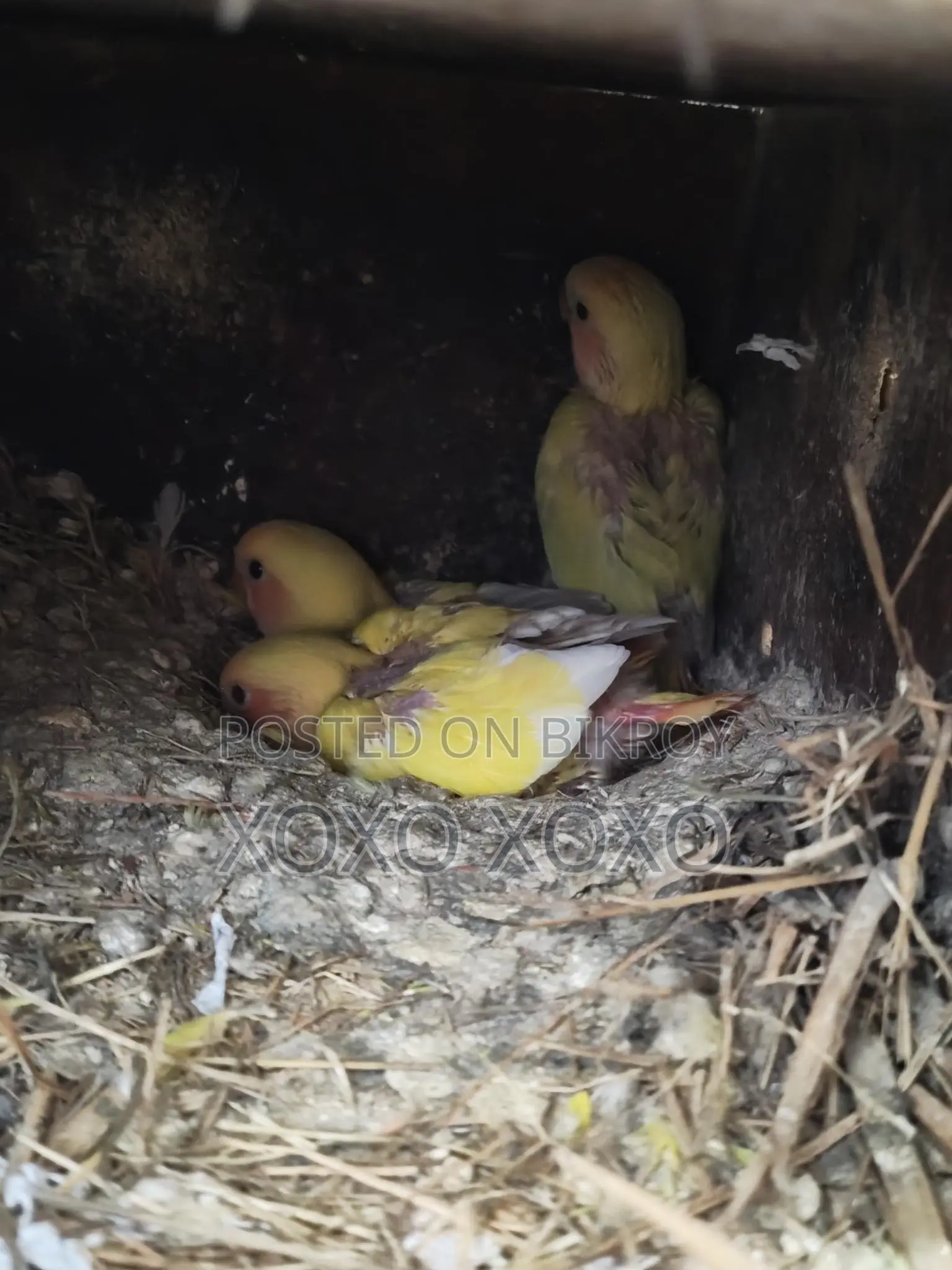Tame Size Baby Birds for Sale